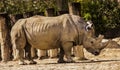 Great one-horned rhinoceros Rhinoceros unicornis Royalty Free Stock Photo