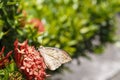 Great orange tip butterfly Anthocharis cardamines resting o Royalty Free Stock Photo