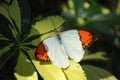 Great orange tip butterfly Royalty Free Stock Photo