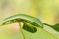 Great Orange-tip Hebomoia glaucippe caterpillar Royalty Free Stock Photo