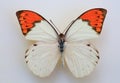 Great Orange Tip Royalty Free Stock Photo