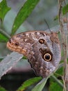 Great Owl Butterfly
