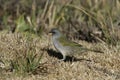 Great pampa-finch, Embernagra platensis