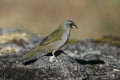 Great pampa-finch, Embernagra platensis