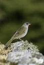 Great pampa-finch, Embernagra platensis