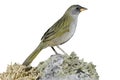 Great pampa-finch, Embernagra platensis