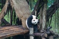 A great panda displaying a funny pose on rooftop deck, paws out Royalty Free Stock Photo