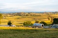 Great pasture landscape in the early morning in Matamata, the true Hobbiton landscape, New Zealand