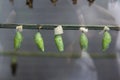 Great peacock moth caterpillar. Thread cocoon. First stage of the formation of the chrysalis of the butterfly Royalty Free Stock Photo