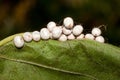 Great peacock moth eggs / Saturnia pyri Royalty Free Stock Photo