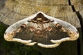 Great peacock moth / Saturnia pyri Royalty Free Stock Photo