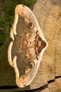 Great peacock moth / Saturnia pyri Royalty Free Stock Photo