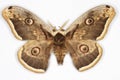 Great Peacock Moth Saturnia pyri Royalty Free Stock Photo