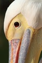 Great pelican close up Royalty Free Stock Photo