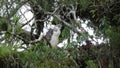 Great Philippine eagle nesting