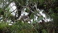 Great Philippine eagle nesting