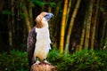 Great Philippines Eagle