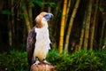 Great Philippines Eagle Royalty Free Stock Photo