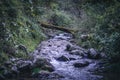 Great photo of a river with running water through a Improvised wooden bridge of broken trees over stream in the early spring