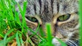 Cat`s face in grass - large-scale Royalty Free Stock Photo