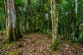 Great photo of typical amazon jungle forest vegetation, great green details and contrasts