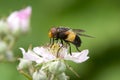 Great Pied Hoverfly, feeding on flower. Royalty Free Stock Photo