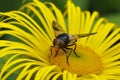 Great Pied Hoverfly Royalty Free Stock Photo