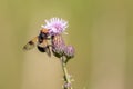 Great Pied Hoverfly Feeding on a Thistle Flower Royalty Free Stock Photo
