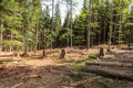 Great pile of wood logs at sunset ready for winter season. Royalty Free Stock Photo