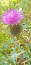 Great pink burdock lat.Arctium minus