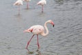 Great pink flamingo walking on a lake pond in La Camargue, France Royalty Free Stock Photo