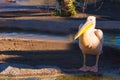 Great pink pelican portrait Royalty Free Stock Photo