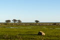 Great plain grassland on the island Oland in the Baltic Sea Royalty Free Stock Photo