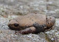 Great Plains Narrowmouth Toad Royalty Free Stock Photo