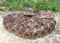 Great Plains Rat Snake, Pantherophis emoryi