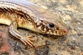 Great Plains Skink, Plestiodon obsoleta (Eumeces) Royalty Free Stock Photo