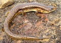 Great Plains Skink, Plestiodon obsoleta (Eumeces) Royalty Free Stock Photo