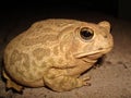 Great Plains Toad Royalty Free Stock Photo