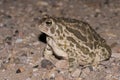 Great Plains toad Royalty Free Stock Photo