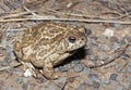 Great Plains toad Royalty Free Stock Photo