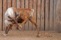 The Great Plains Zoo in Sioux Falls, South Dakota is a family fr