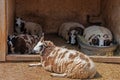 The Great Plains Zoo in Sioux Falls, South Dakota is a family fr