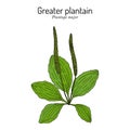 Great plantain. Plantago major - medicinal plant