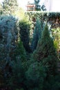 Conifers of the Order Pinales in the division Pinophyta, class Pinopsida in the garden. Berlin, Germany