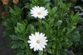 Osteospermum is a genus of flowering plants belonging to the Calenduleae. Berlin, Germany