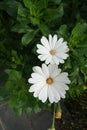 Osteospermum is a genus of flowering plants belonging to the Calenduleae. Berlin, Germany