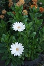 Osteospermum is a genus of flowering plants belonging to the Calenduleae. Berlin, Germany