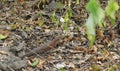 Great Plated Lizard Royalty Free Stock Photo