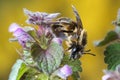 Great pollinator mining bee, Andrenidae speaces