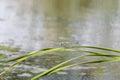 A Great Pond Hawk Erythemis vesiculosa Dragonfly Perched on a Green Stalk of Vegetation Over Water Royalty Free Stock Photo